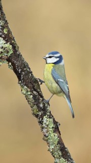 Blue tit (Parus caeruleus), sitting on a branch overgrown with lichen, Wilnsdorf, North
