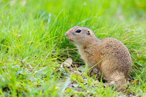 An adult ground squirrel (Spermophilus citellus) eats leaves and flowers on a cloudy day in a green