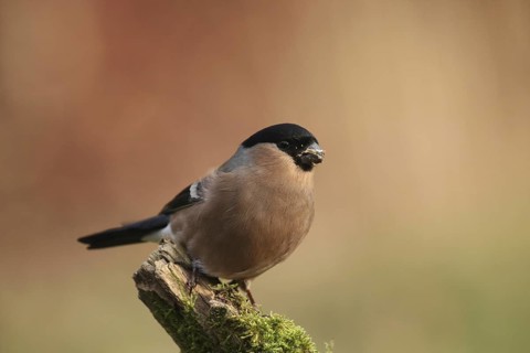 Eurasian Bullfinch (Pyrrhula pyrrhula) female, Lower Saxony, Germany