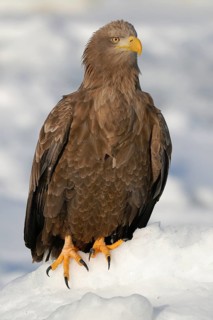 White-tailed Eagle (Haliaeetus albicilla), Hokkaido, Japan