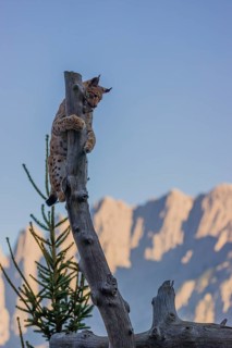 A young Eurasian lynx, (Lynx lynx) climbs in a dead tree, up to the very top. Mountains in evening
