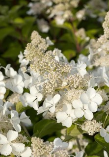 Panicle hydrangea (Hydrangea paniculata 'Pink Lady'), City Park, Finland