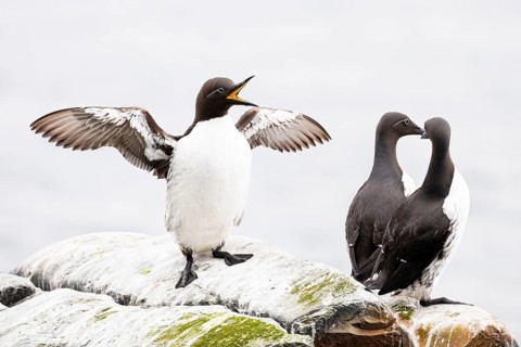Guillemot (Uria aalge), bird with wide-open beak flapping its wings, Hornøya Island, Vardø,