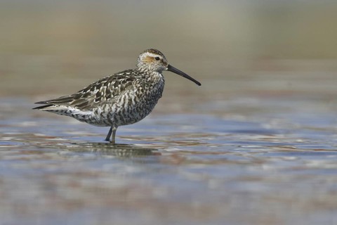 Stilt Sandpiper (Calidris himantopus), Manitoba, Canada