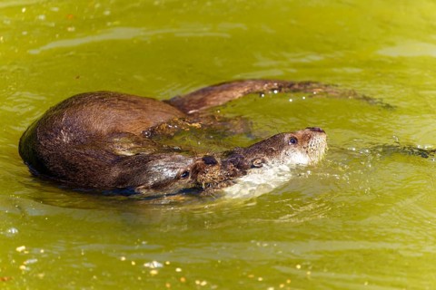 Two otters swimming playfully in the green water, European otter (Lutra lutra) Germany