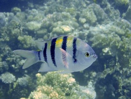 Indo-Pacific sergeant (Abudefduf vaigiensis)