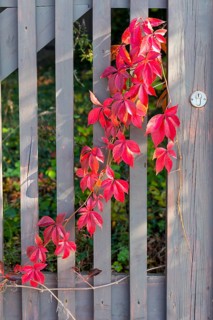 The leaves of the Parthenocissus inserta (Parthenocissus inserta) glow red in autumn, tendrils on a