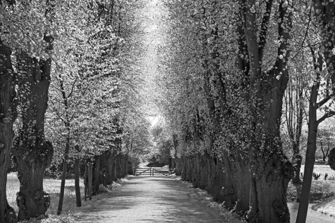 Linden avenue (Tilia platyphyllos) in spring, black and white, Mecklenburg-Vorpommern, Germany