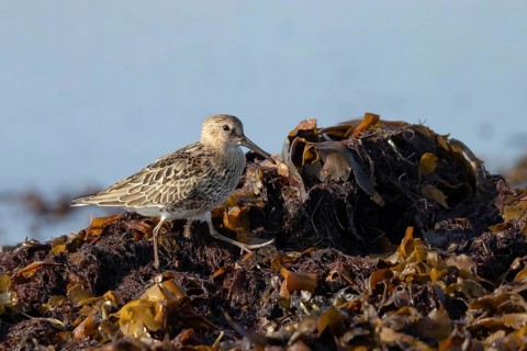 Dunlin (Calidris alpina) foraging, Smaland, Sweden