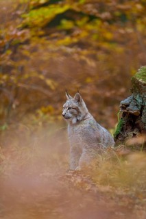 Eurasian lynx (Lynx lynx), in forest at autumn