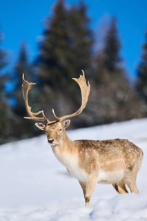 European fallow deer (Dama dama) buck on a snowy meadow in the mountains in tirol, Kitzbühel,