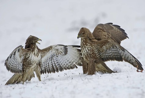 Common Buzzard (Buteo buteo) flying, Saxony, Germany