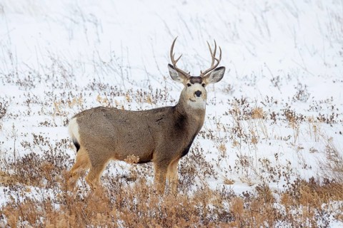 Rocky Mountain mule deer (Odocoileus hemionus) buck foraging on snow covered prairie in winter,
