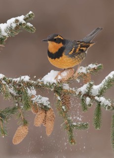 Varied Thrush (Ixoreus naevius) perched on a snowy branch, Alaska, USA