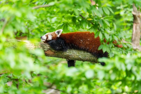 Red panda (Ailurus fulgens) lying on a branch in a tree, Germany