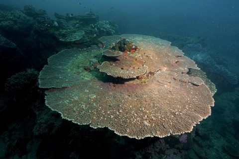Hyacinth Table Coral, Hyacinth Acropora (Acropora hyacinthus), on the seabed in deeper water. Dive