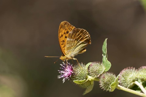 Silver-washed fritillary butterfly (Argynnis paphia) adult insect feeding on a Burdock flower in
