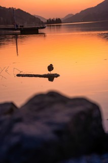 Duck on a branch reflected in a quiet lake at sunset, Großer Alpsee, Immenstadt im Allgäu, Bavaria,