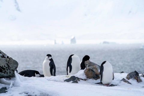 Chinstrap penguins (Pygoscelis antarctica), group resting on snow-covered rocks on the shore,