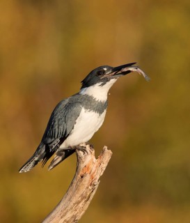 Belted Kingfisher (Megaceryle alcyon) male perched on a branch with fish prey in beak, Florida, USA