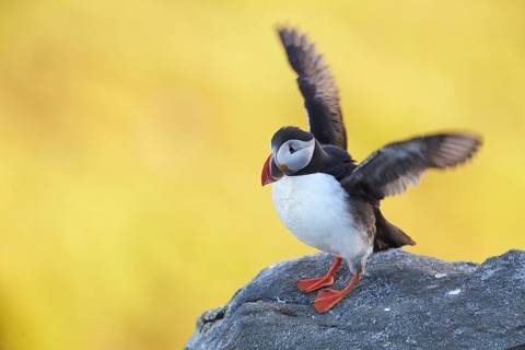 Atlantic Puffin (Fratercula arctica) flapping, perched on cliff, Dovrefjell, Norway