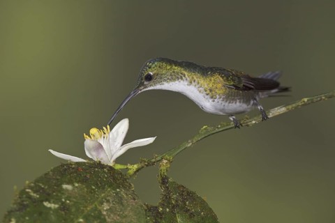 Andean Emerald (Amazilia franciae), Ecuador