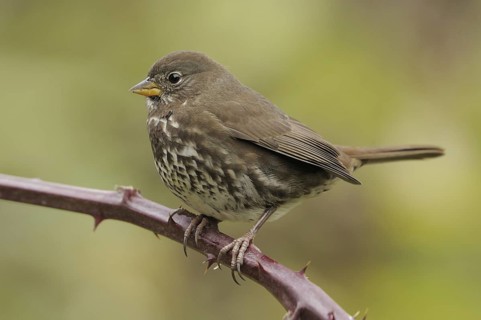 Sooty Fox Sparrow (Passerella unalaschcensis), British Columbia, Canada