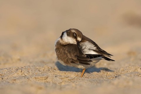 Common Ringed Plover (Charadrius hiaticula), Schleswig-Holstein, Germany