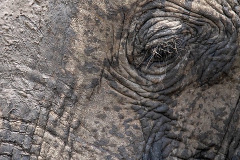 A detailed close-up of an elephant's eye showcasing the texture and wrinkles of its skin. Captured