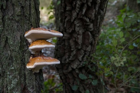 Close-up of bracket fungi growing on a tree trunk in a forest setting, showcasing vibrant textures