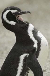Magellanic Penguin (Spheniscus magellanicus), Falkland Islands