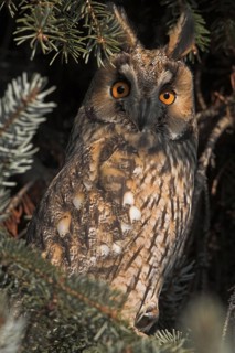 Long-eared Owl (Asio otus)