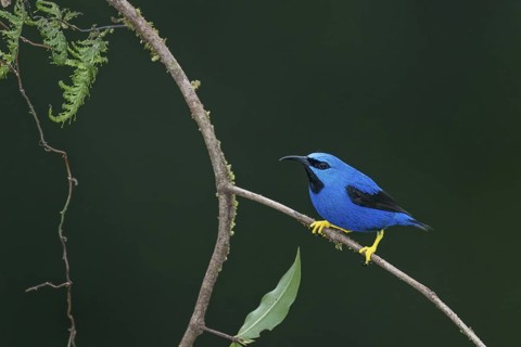 Shining Honeycreeper (Cyanerpes lucidus) male, Costa Rica