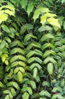 Japanese holly-grape (Mahonia japonica 'Hivernant'), Oberdieck-Garten, Germany