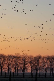 Greater White-fronted Goose (Anser albifrons) flock flying, North Rhine-Westphalia, Germany