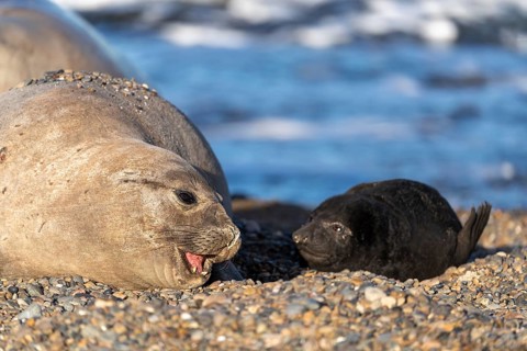 Southern elephant seal (Mirounga leonina), female with open mouth next to juvenile on pebble beach,