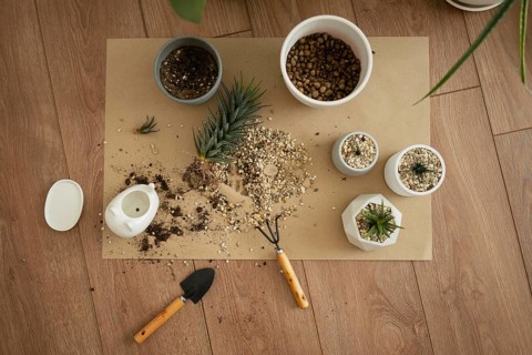 A top-down view of Haworthia succulents, soil, and gardening tools on a wooden floor. Pots, a