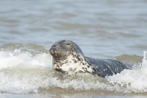 Atlantic grey seal (Halichoerus grypus) adult animal in the breaking waves of the sea on a