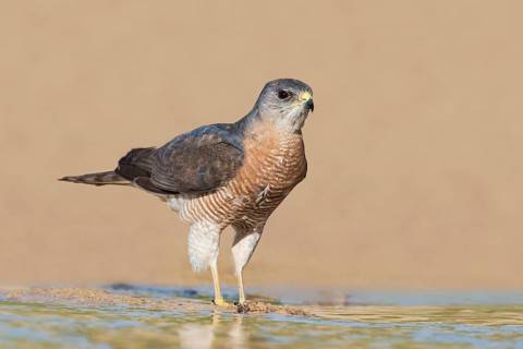 Levant Sparrowhawk (Accipiter brevipes) male, Eilat, Israel