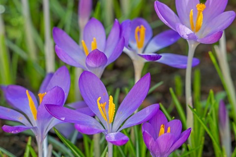 Woodland crocuses / early crocus / Tommasini's crocuses / tommies (Crocus tommasinianus) in flower
