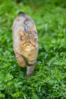European wildcat (Felis silvestris silvestris) on a meadow, Hesse, Germany