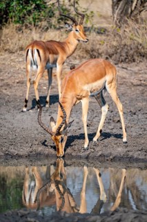 Impalas (Aepyceros melampus) drinking at a natural waterhole, male, Black Heeler Antelope, Kruger