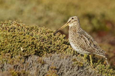 Magellanic Snipe (Gallinago magellanica magellanica) on the ground in the Falkland Islands