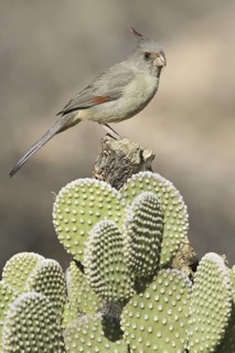 Pyrrhuloxia (Cardinalis sinuatus) female, Arizona, USA