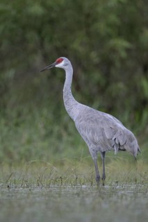 Sandhill Crane (Antigone canadensis), Florida, USA