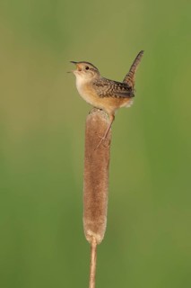 Sedge Wren (Cistothorus platensis) singing, Minnesota, USA