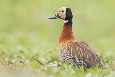 White-faced Whistling Duck (Dendrocygna viduata) in a marsh in the Pantanal of Brazil