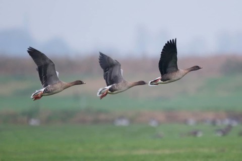 Pink-footed Goose (Anser brachyrhynchus) flock flying, Netherlands