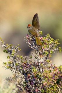 Green-tailed Towhee Pipilo chlorurus Mono Lake, California, United States 14 May Adult male in
