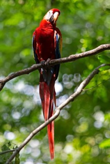Scarlet macaw (Ara macao), parrot in the archaeological site of Copán, ruined Mayan city in the